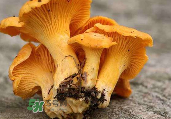 雞油菌什么季節(jié)有？雞油菌什么時候采摘