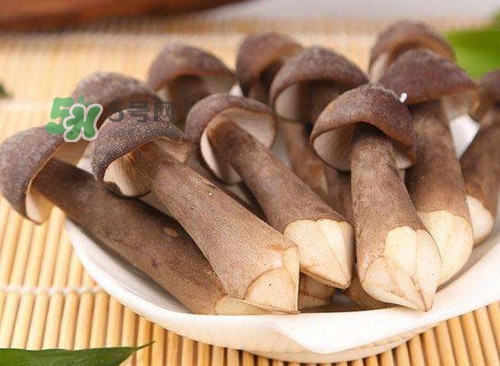 雞樅菌什么人不能吃？雞樅菌哪些人能吃