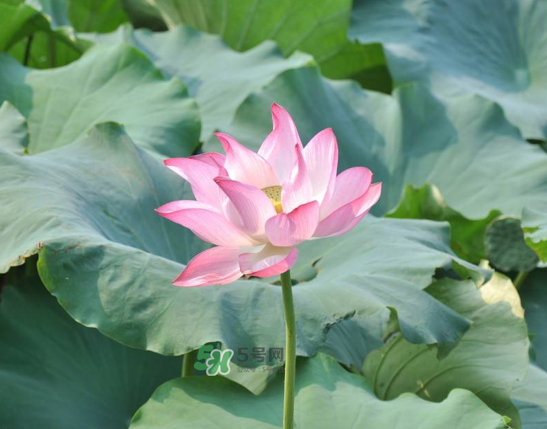 荷花桿可以吃嗎？荷花桿怎么吃？