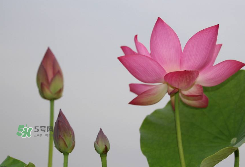 荷花桿可以吃嗎？荷花桿怎么吃？
