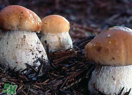 牛肝菌種類有哪些？牛肝菌與什么食物相克