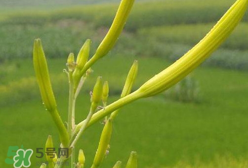 黃花菜是植物的什么部分？黃花菜要去芯嗎？