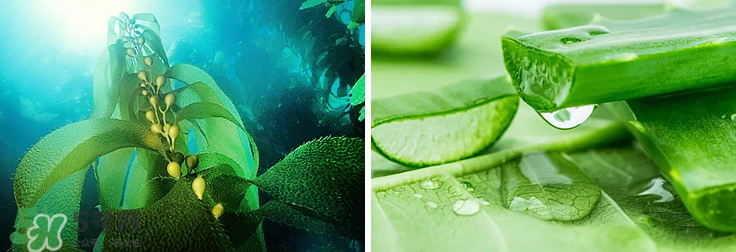 紀(jì)皙妍氣墊bb霜怎么樣？紀(jì)皙妍氣墊好不好用？