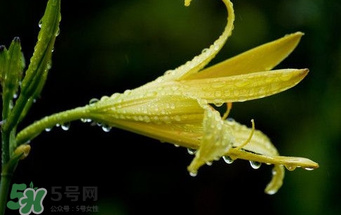 黃花菜什么時候種植？黃花菜什么時候采摘好