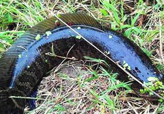 九月份可以釣黑魚嗎？9月份可以釣黑魚嗎？