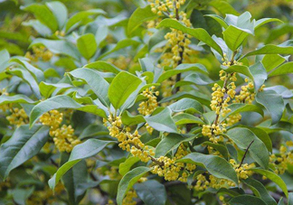 桂花樹(shù)種在院子哪里好？桂花樹(shù)種在家門(mén)口好嗎