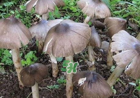 雞樅菌什么人不能吃？雞樅菌哪些人能吃
