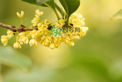 家里為什么不能種桂花？桂花為什么不能栽在家里