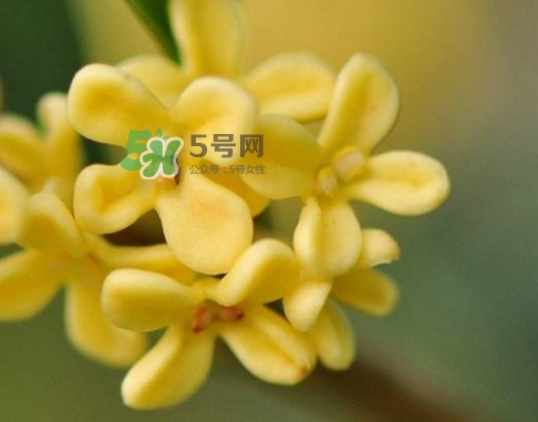 家里為什么不能種桂花？桂花為什么不能栽在家里