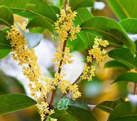 桂花樹(shù)種在院子哪里好？桂花樹(shù)種在家門(mén)口好嗎