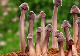 雞樅菌多少錢一斤？干雞樅菌多少錢一斤