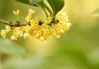 家里為什么不能種桂花？桂花為什么不能栽在家里