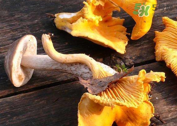 雞油菌什么季節(jié)有？雞油菌什么時候采摘
