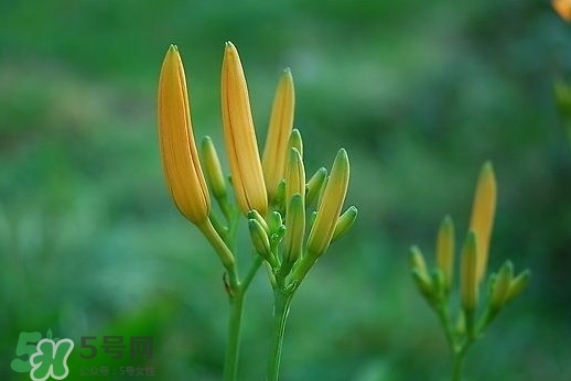 黃花菜什么時候種植？黃花菜什么時候采摘好
