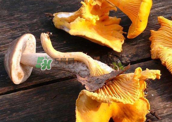 雞油菌是寒性的嗎？雞油菌是發(fā)物嗎