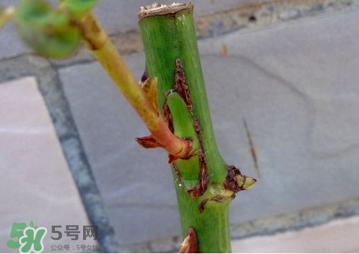 九月份能嫁接樹嗎？九月份怎么嫁接樹？