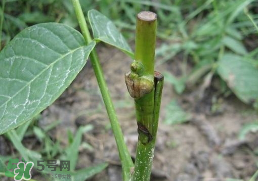 九月份能嫁接樹嗎？九月份怎么嫁接樹？