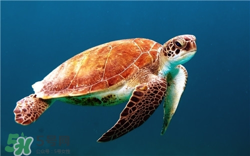 甲魚湯是涼性的嗎？甲魚湯的禁忌人群