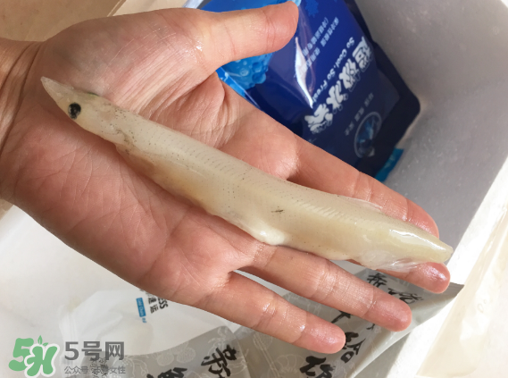 大銀魚多少錢一斤？大銀魚怎么洗？