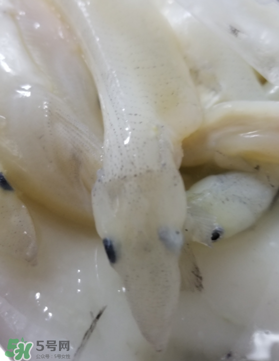 銀魚(yú)怎么保存？銀魚(yú)可以放在冰箱冷凍保存嗎？