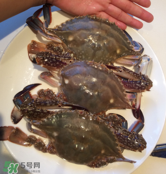 梭子蟹是海里的嗎？梭子蟹是螃蟹嗎？
