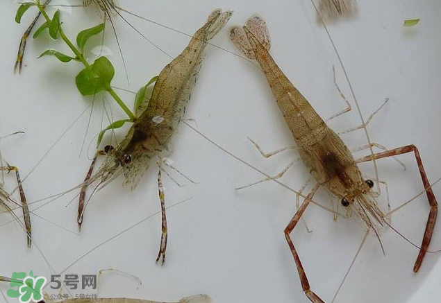 河蝦是發(fā)物嗎？河蝦是不是發(fā)物？