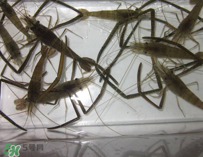 河蝦是發(fā)物嗎？河蝦是不是發(fā)物？