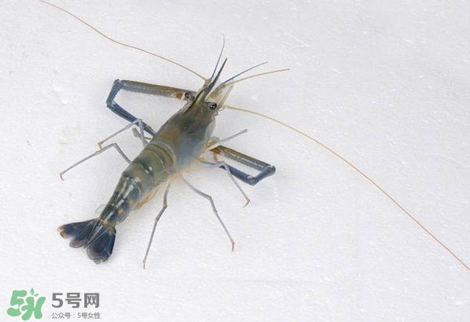 河蝦是酸性還是堿性？河蝦是涼性還是熱性？