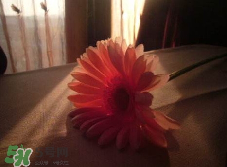 塑料花友誼是什么意思？塑料花友誼怎么來(lái)的