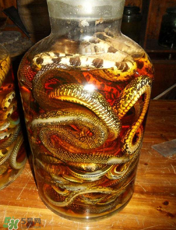 毒蛇泡酒多久才能喝？毒蛇泡酒多久才會死？