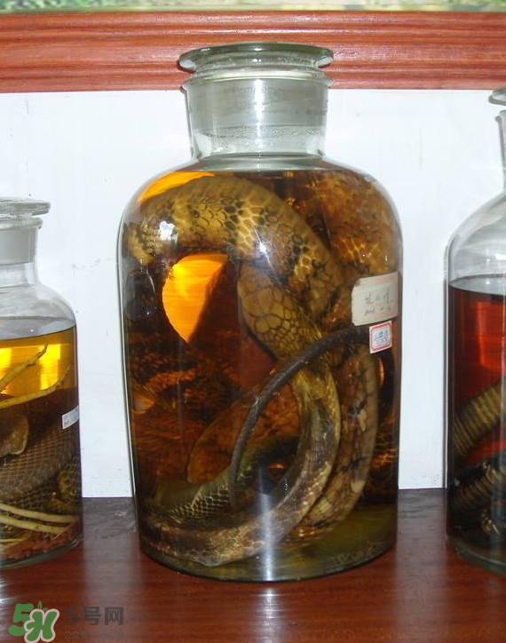 毒蛇泡酒多久才能喝？毒蛇泡酒多久才會死？