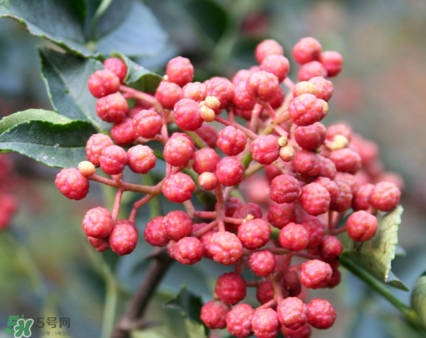 花椒泡腳能治白發(fā)嗎？花椒泡腳白發(fā)能轉(zhuǎn)黑嗎？