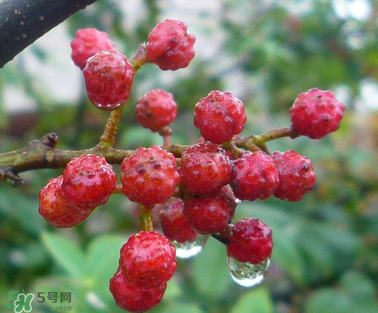 花椒泡腳能祛濕嗎？怎樣用花椒去濕去寒？
