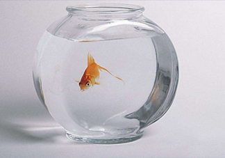 凈化水可以養(yǎng)魚嗎？凈化水可以沖奶粉嗎