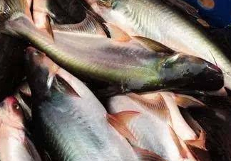 巴沙魚是什么魚？巴沙魚吃什么東西？