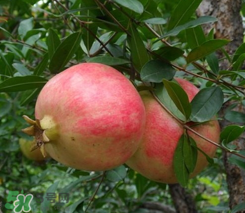 突尼斯石榴哪里產(chǎn)？突尼斯軟籽石榴產(chǎn)地