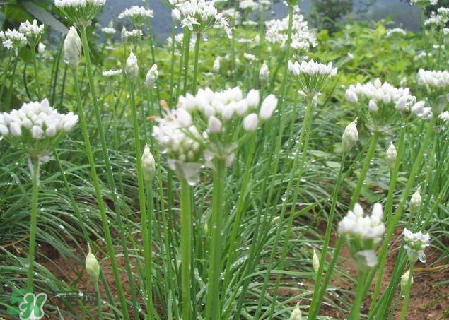 韭菜籽泡水喝有效果嗎？韭菜籽能直接泡水喝嗎？