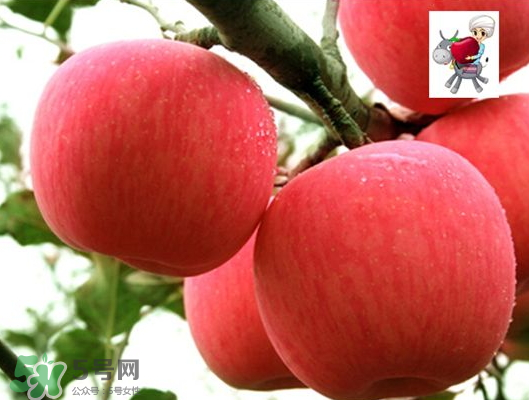 阿克蘇蘋果什么時(shí)候上市？阿克蘇蘋果幾月上市？