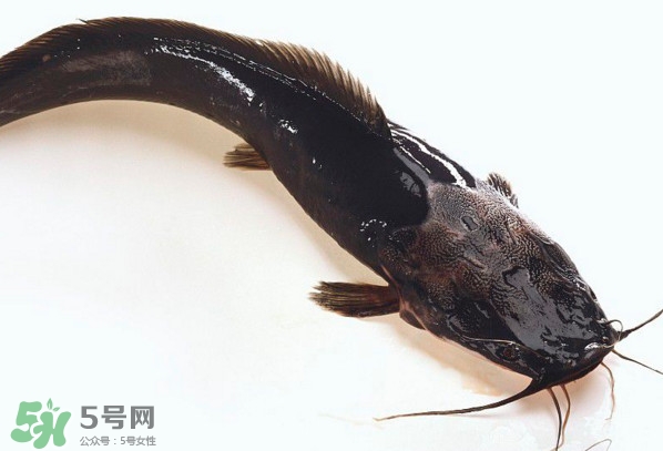 黑魚厲害還是鯰魚厲害？黑魚是世界上最臟的魚