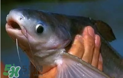 巴沙魚為什么不能吃？巴沙魚多少錢一斤