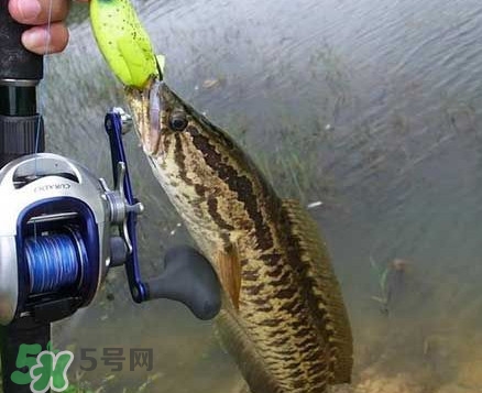 黑魚厲害還是鯰魚厲害？黑魚是世界上最臟的魚