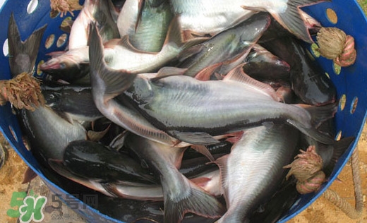 巴沙魚是什么魚？巴沙魚吃什么東西？