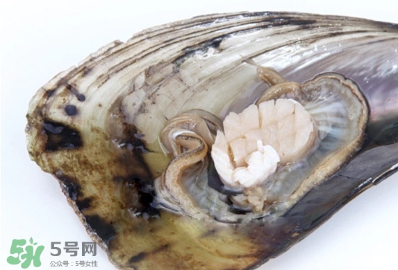 帶子是扇貝嗎？帶子和扇貝哪個(gè)好吃