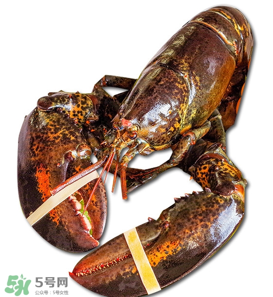 波士頓龍蝦怎么去蝦線？波士頓龍蝦怎么清洗