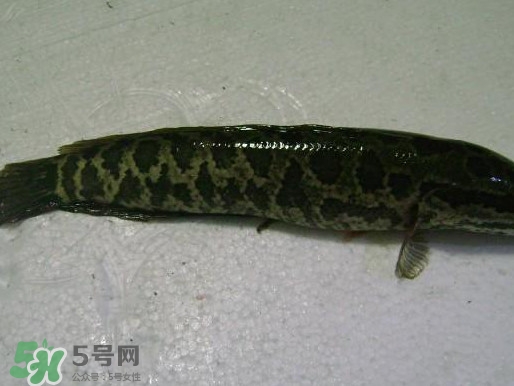 黑魚厲害還是鯰魚厲害？黑魚是世界上最臟的魚