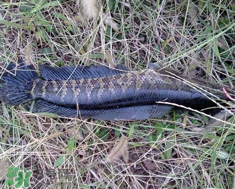 黑魚(yú)和草魚(yú)哪個(gè)好吃？黑魚(yú)不適合什么人吃