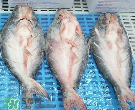 巴沙魚是什么魚？巴沙魚吃什么東西？