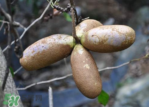 八月瓜怎么吃？八月瓜好吃嗎