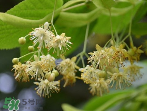 椴樹蜜有什么氣味？椴樹蜜結晶看到糖怎么回事