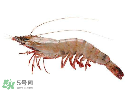 明蝦是海蝦還是河蝦？明蝦是什么蝦？